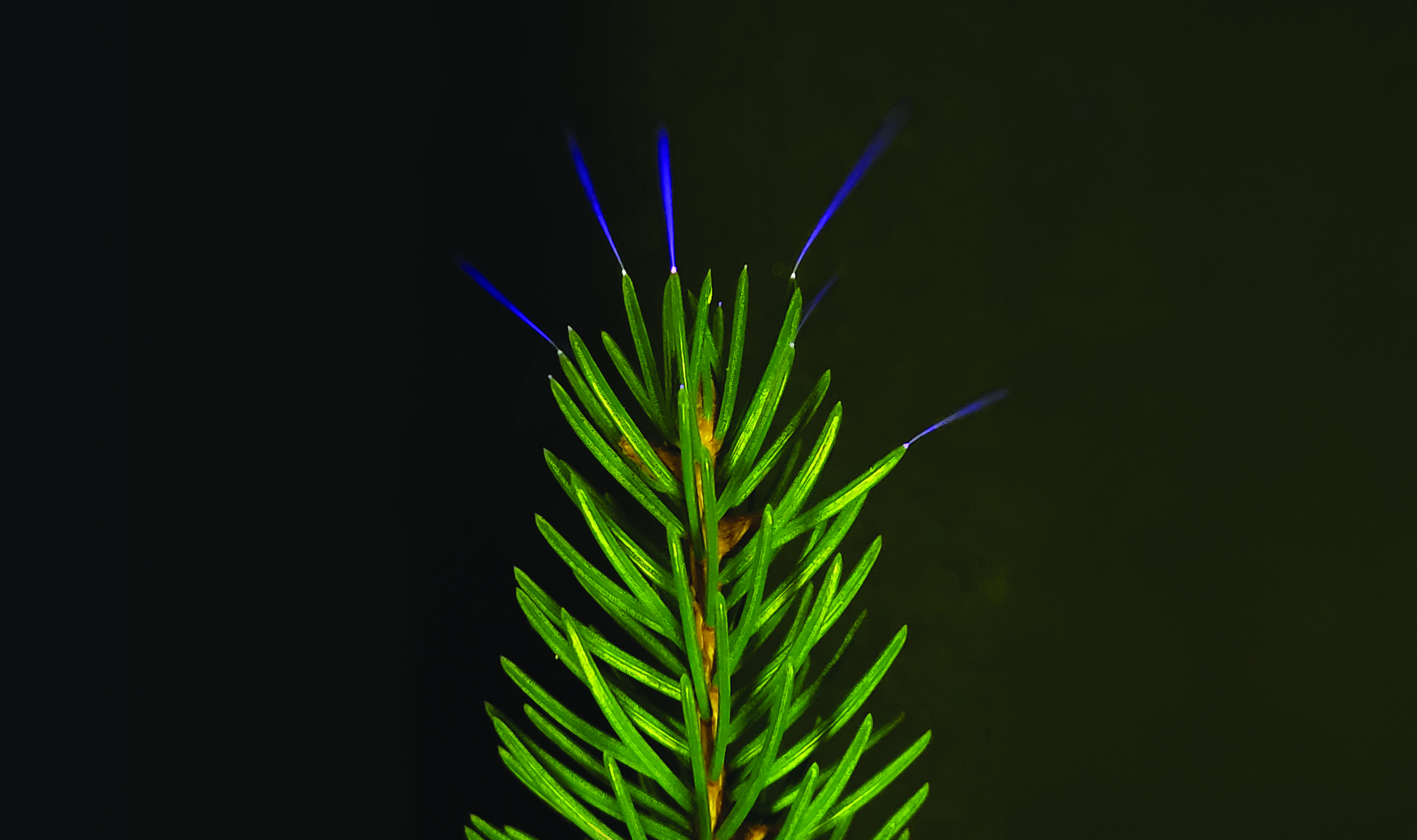 Purple light emanates from the tips of spruce needles.