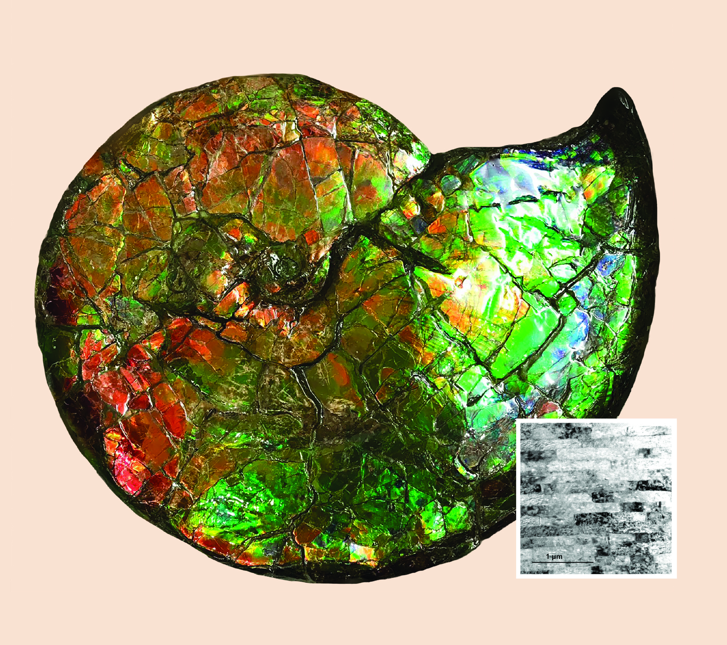 A photo of a colorful spiral shell and a micrograph showing layers of the shell.