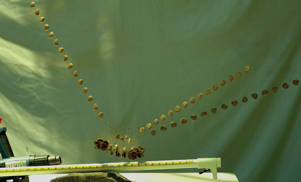 A composite image of plant seeds being launched outward
