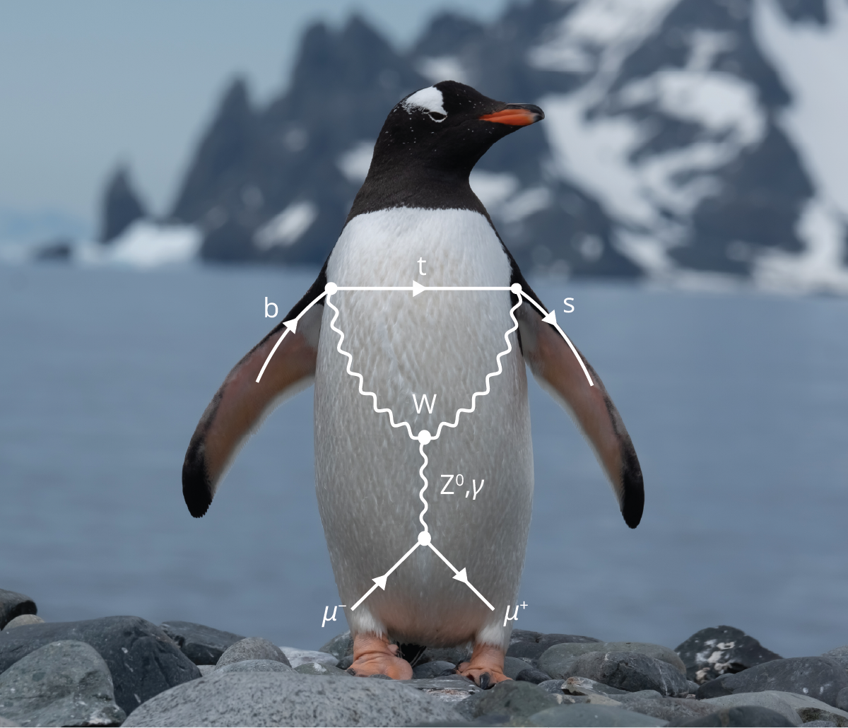 A Feynman diagram for the penguin decay of B mesons is overlaid on top of a penguin. Squiggly lines designate a quantum loop that includes virtual particles that factor into the decay.