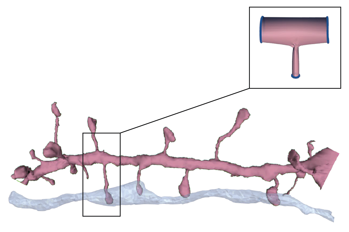 A thick straight tube with several thin sprouts emerging from it at 90° angles.