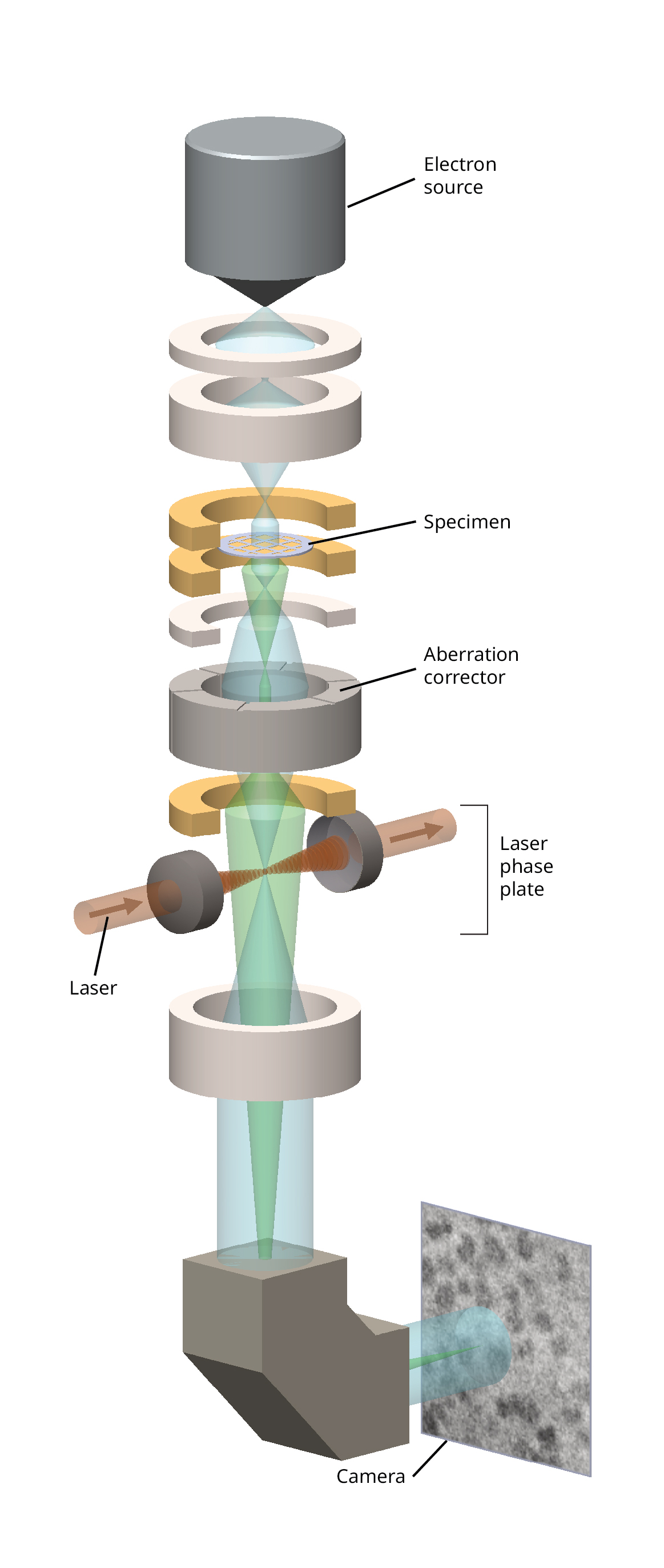 A labeled diagram of a deconstructed electron microscope. From top to bottom are the electron source, which is a gray cylinder that tapers to a point at the bottom; the specimen, which is a translucent disk; the aberration corrector, which is a hollow gray ring; the laser, which points from left to right across the electron beam and makes up the laser phase plate; and the camera. Translucent blue and green tubes representing the direct and refracted electron-beam portions run down the center of the entire apparatus and widen and narrow at various points as they move through different parts of the apparatus.