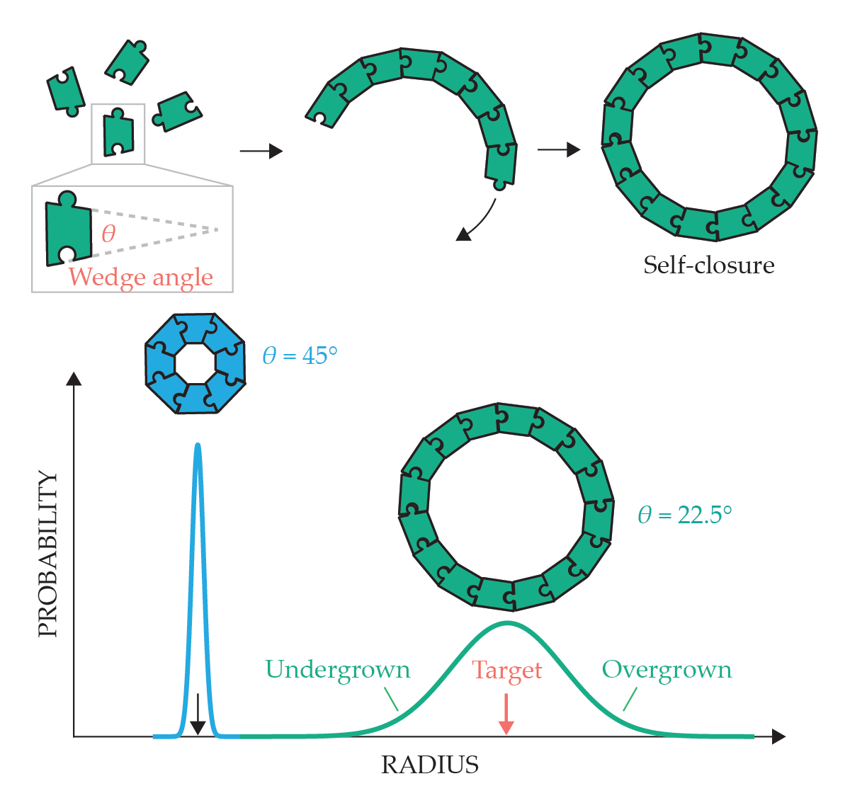 Puzzle pieces with a wedge shape assemble into a circle with a radius that depends on the angle of the wedge. Assemblies that include more pieces are more susceptible to being smaller or larger than the target size.