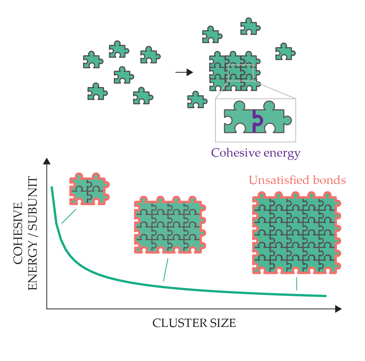 Separate puzzle pieces bond to each other and produce an energy drop because of the cohesive energy of their bonds. A graph of the cohesive energy per subunit shows that as the number of bonded pieces increases, the energy of the system goes down.