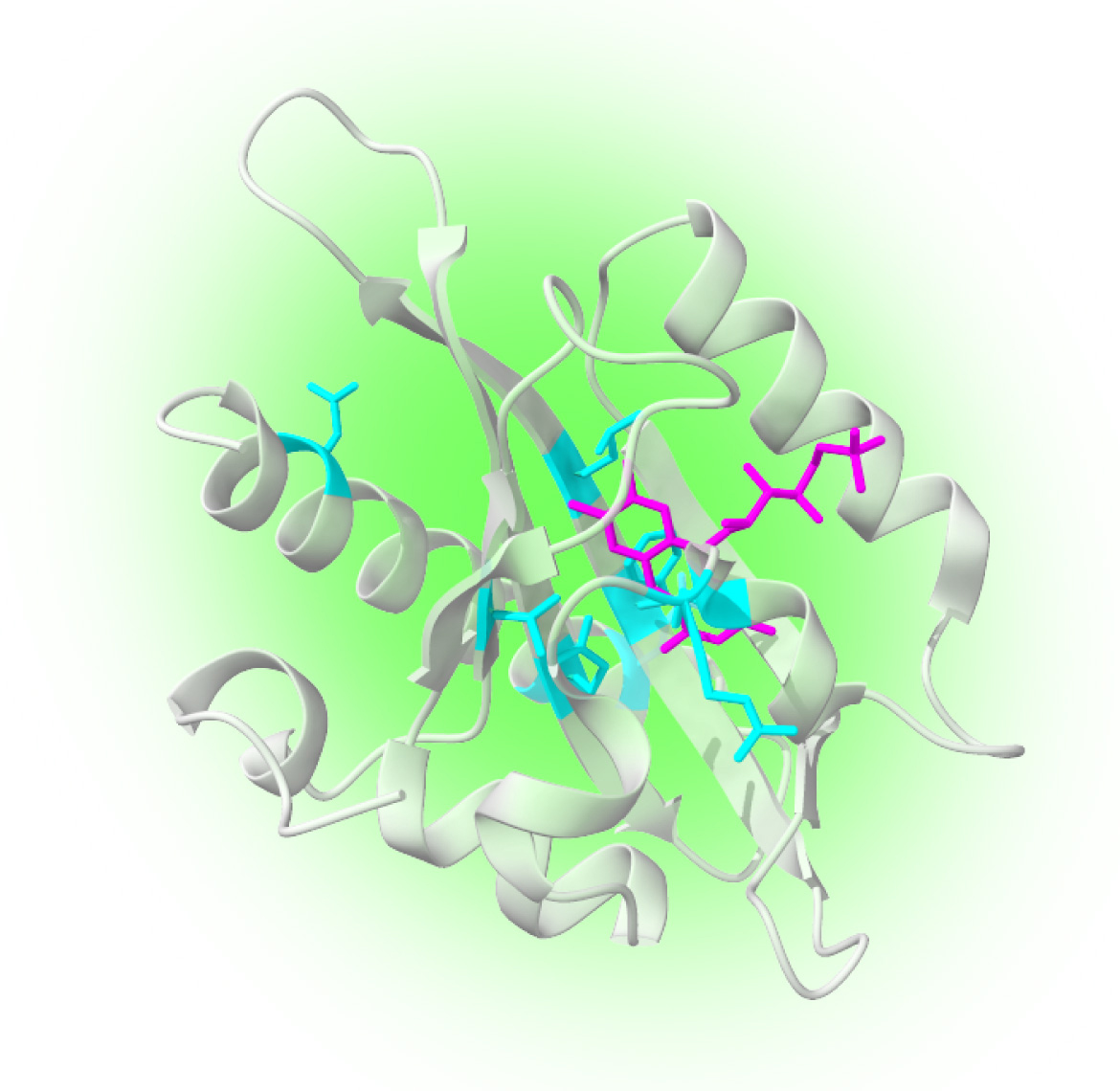 A structure diagram of a protein.