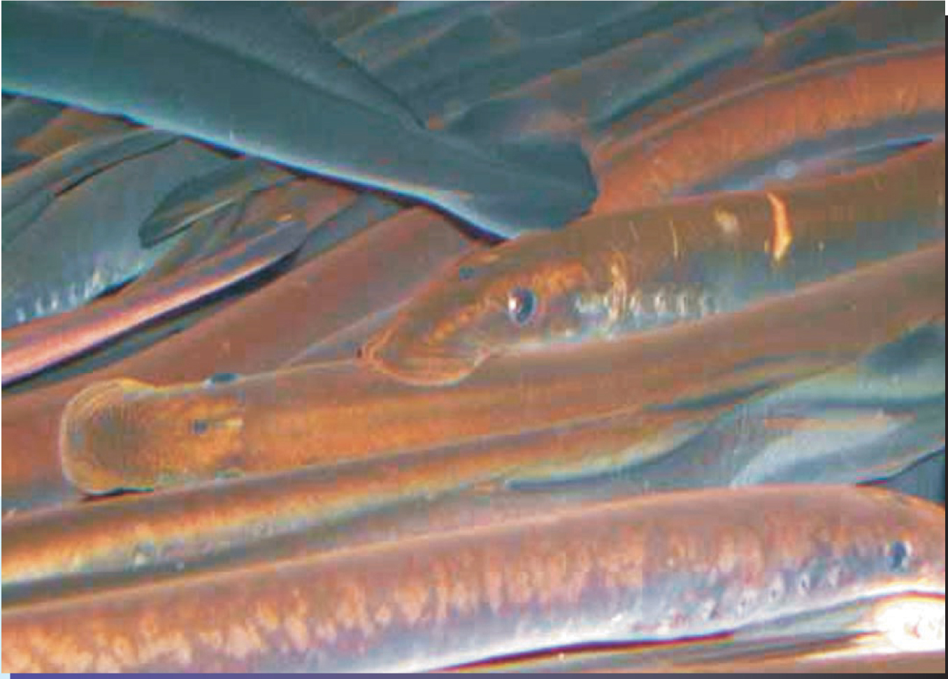 PTO.v57.i6.25_1.f1.jpg