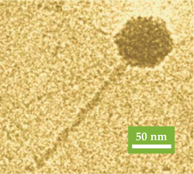 PTO.v61.i1.42_1.f1.jpg
