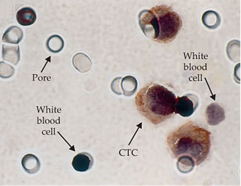 PTO.v67.i2.26_1.f3.jpg