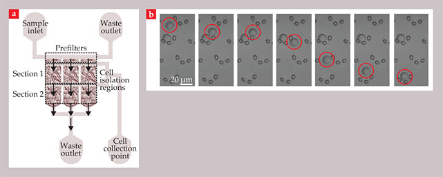 PTO.v67.i2.26_1.f4.jpg