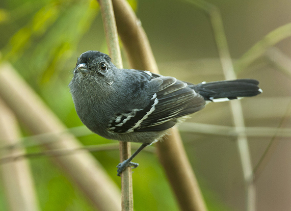 PTO.v70.i10.29_1.f1.jpg