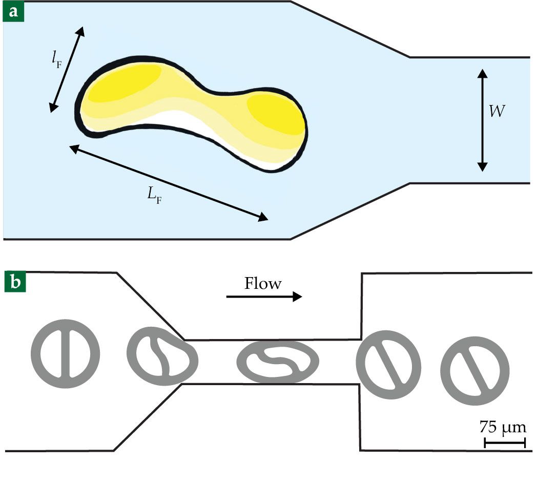 PTO.v76.i2.24_1.f3.jpg