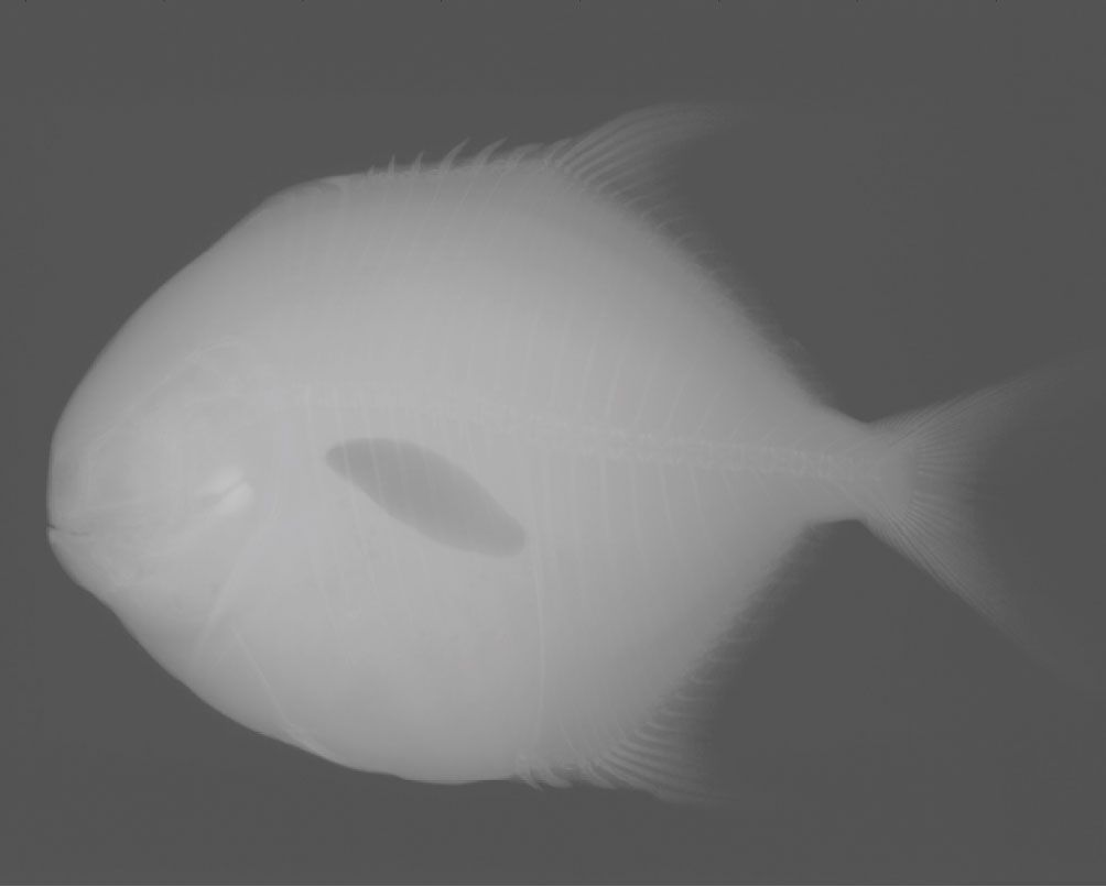 PTO.v76.i2.32_1.f1.jpg