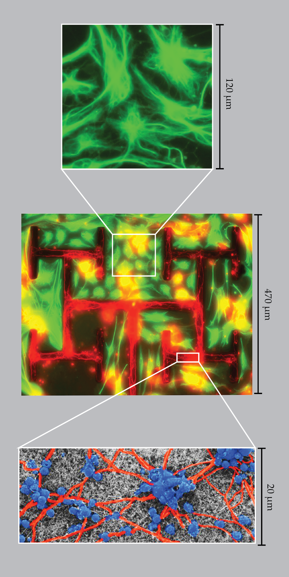 PTO.v77.i12.44_1.f3.png