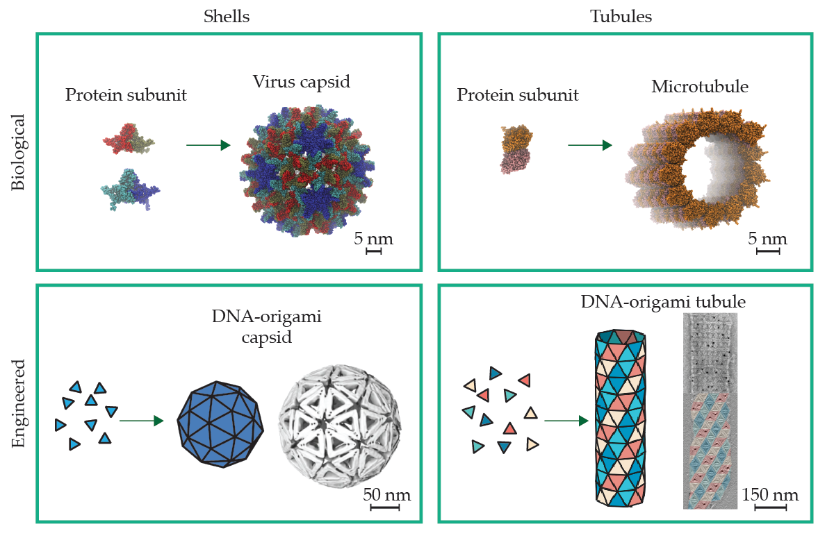 Four panels show biological and engineered versions of nanoscale spherical shells and tubules.