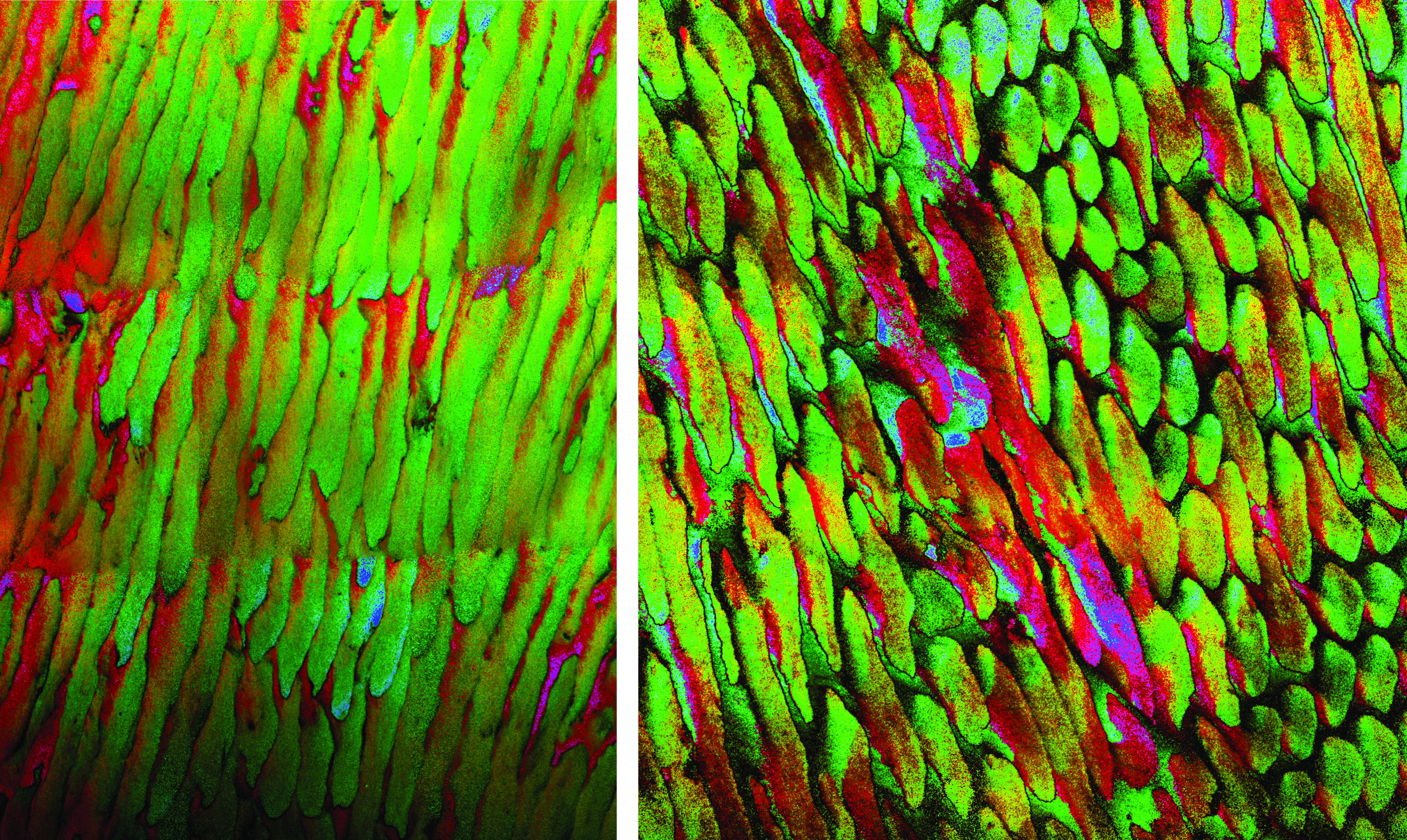 Side-by-side micrographs show a cascade of oval-shaped structures with different shades of green, red, and blue.