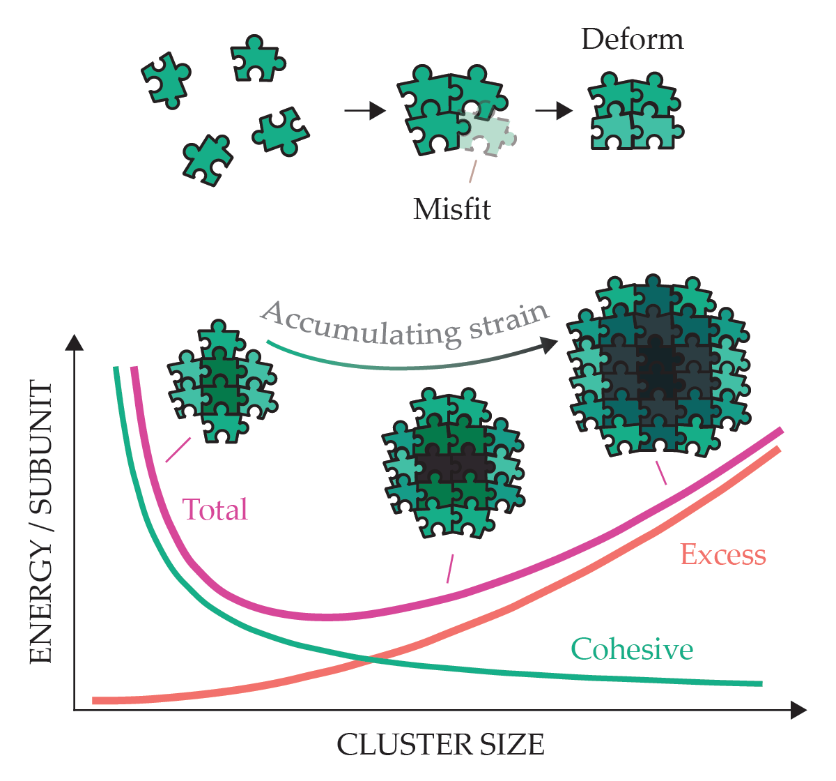 Separate puzzle pieces bond to each other but must deform because of a misfit between their edges. A graph of the energy per subunit shows that as the number of bonded pieces increases, the cohesive energy of the system goes down, but the deformation of the pieces adds an excess strain to the system that limits the number of pieces that can be added.