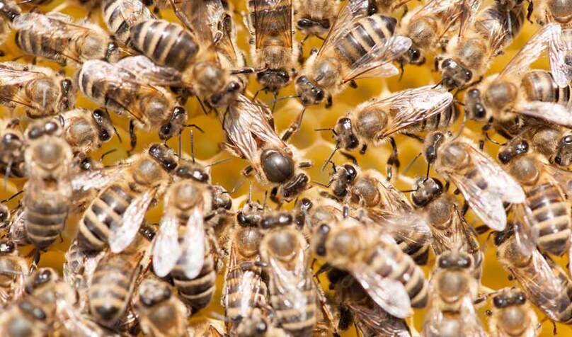 Honeybees Use Scent Maps to Keep Track of Their Queen lead image