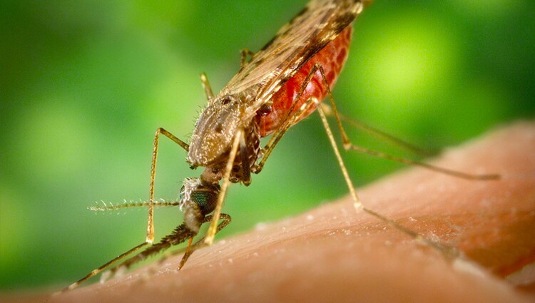 Stinky Feet Could Pave the Way for Better Ways to Stop Mosquitoes lead image
