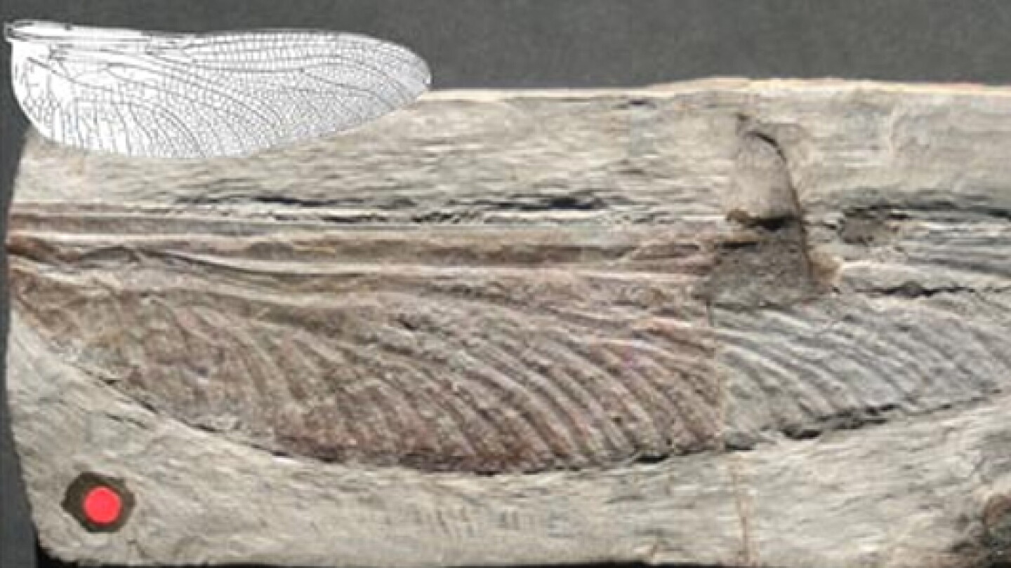 Maxentius Insect Did Early Birds Exterminate Giant Insects? - AIP.ORG