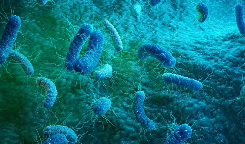 In Bacteria, Some Daughters Are Born Old lead image