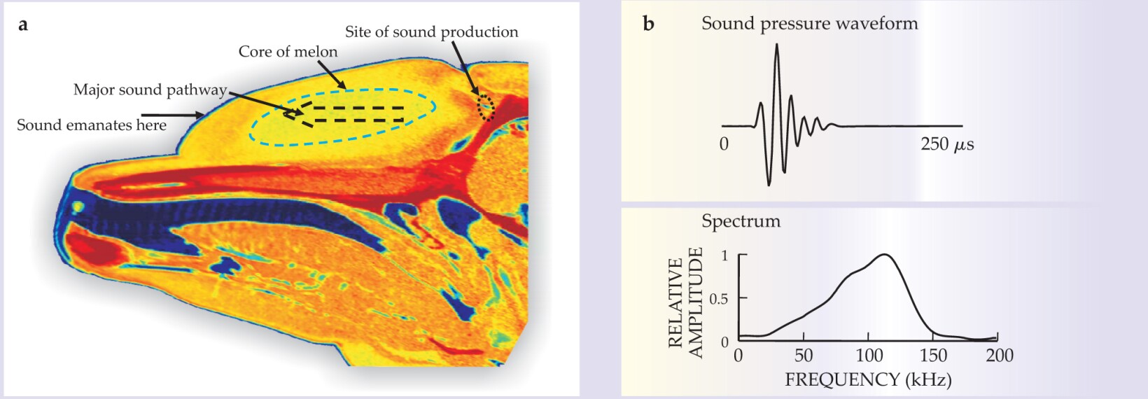 Echolocation in dolphins and bats - Physics Today