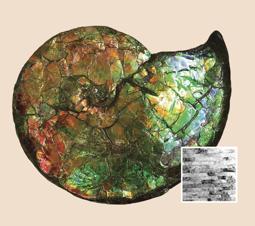 Coated Shells A marine shell’s brilliant colors - Physics Today