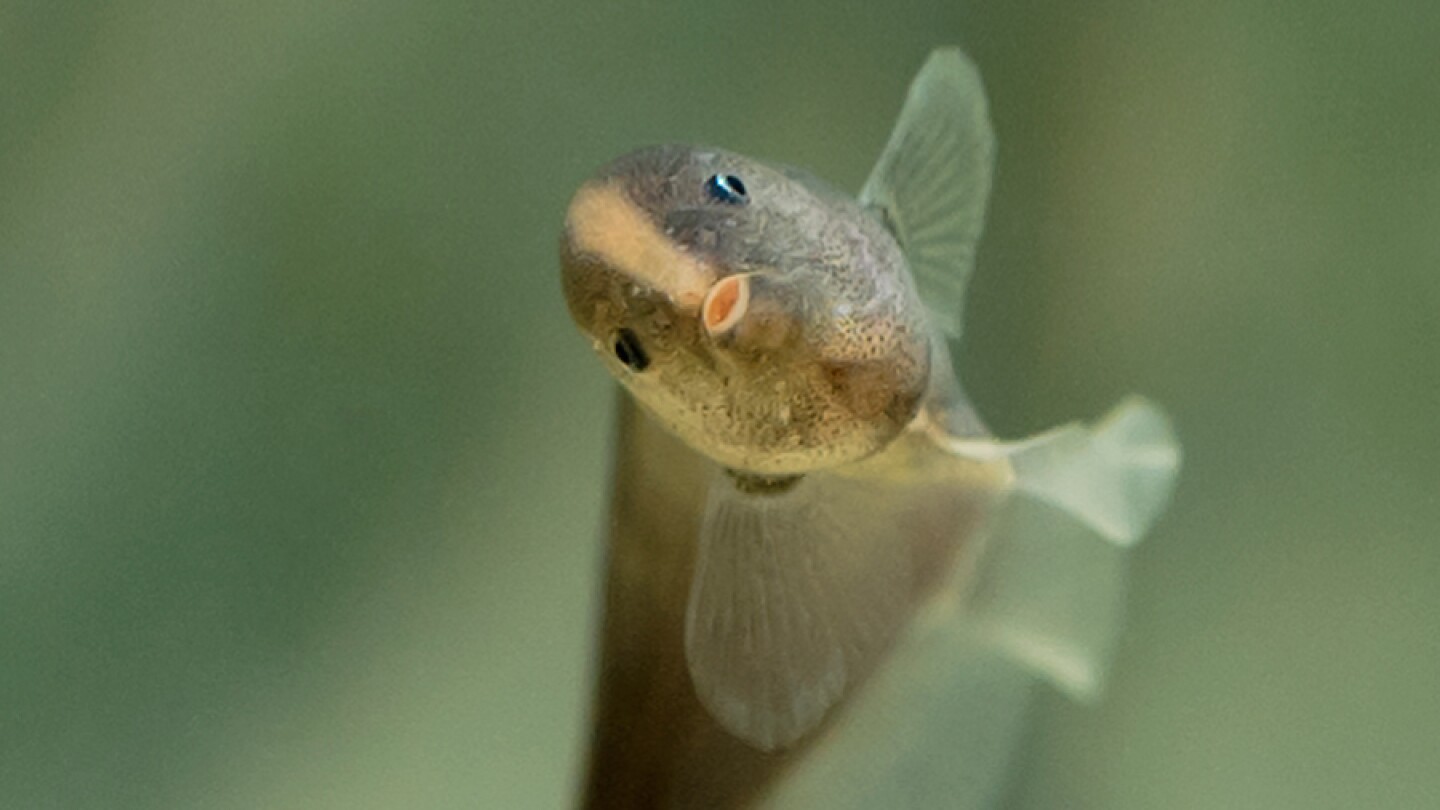 When Stunning Won't Kill, Fish Use Electricity to Communicate - AIP.ORG