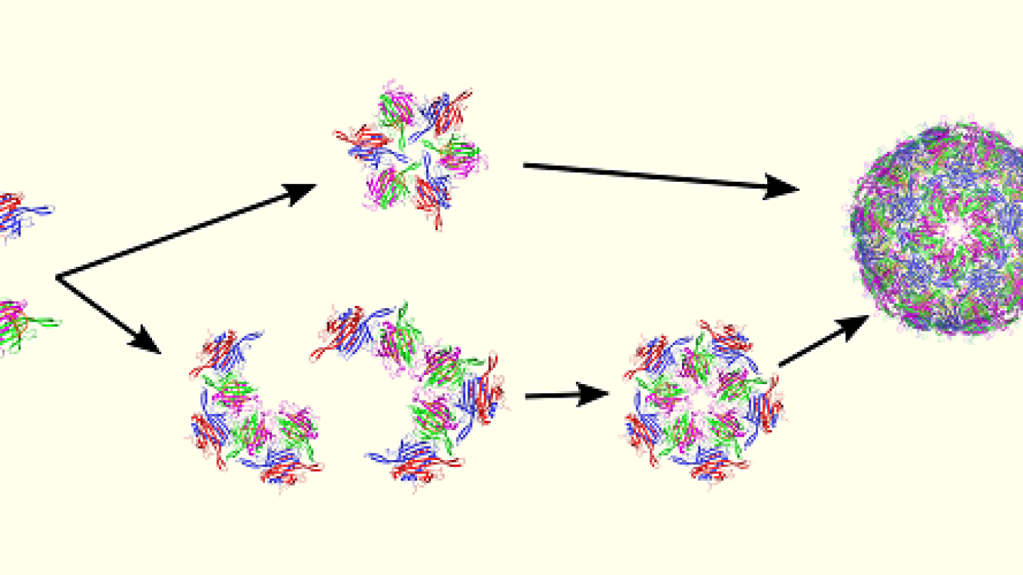 How Viruses Get Their Protective Shells - AIP.ORG