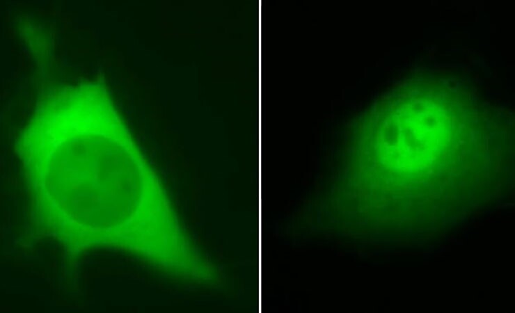 Fluorescence microscopy images