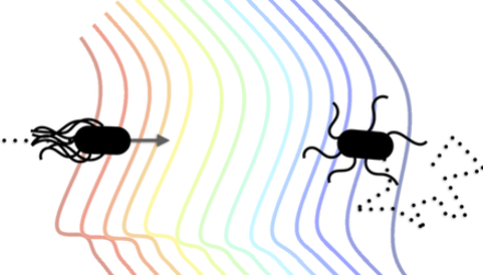 Characterizing the Swimming Gait of a Bacterium disp image