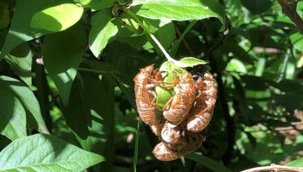 How to Speak Cicada lead image