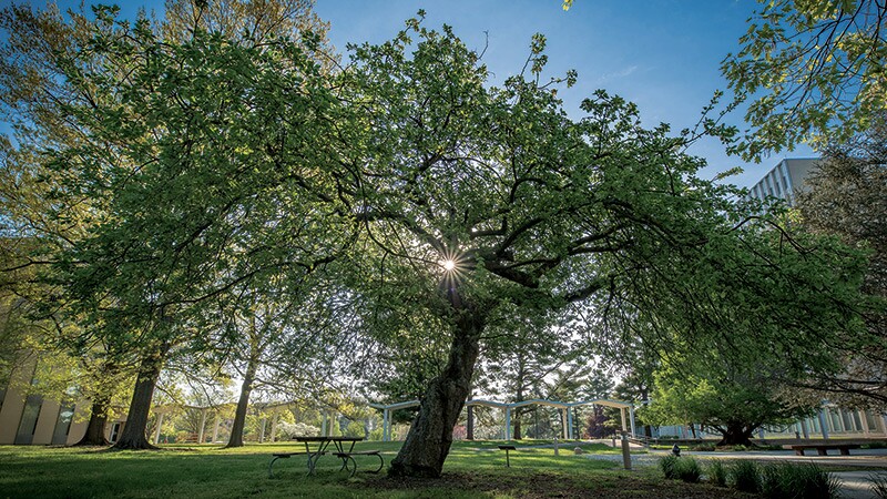 NIST Gaithersburg's Newton apple tree on a spring morning. Like its more famous ancestor, the tree continues to produce apples, although they taste terrible. The deer don't seem to mind, though. Photo by Stoughton/NIST.
