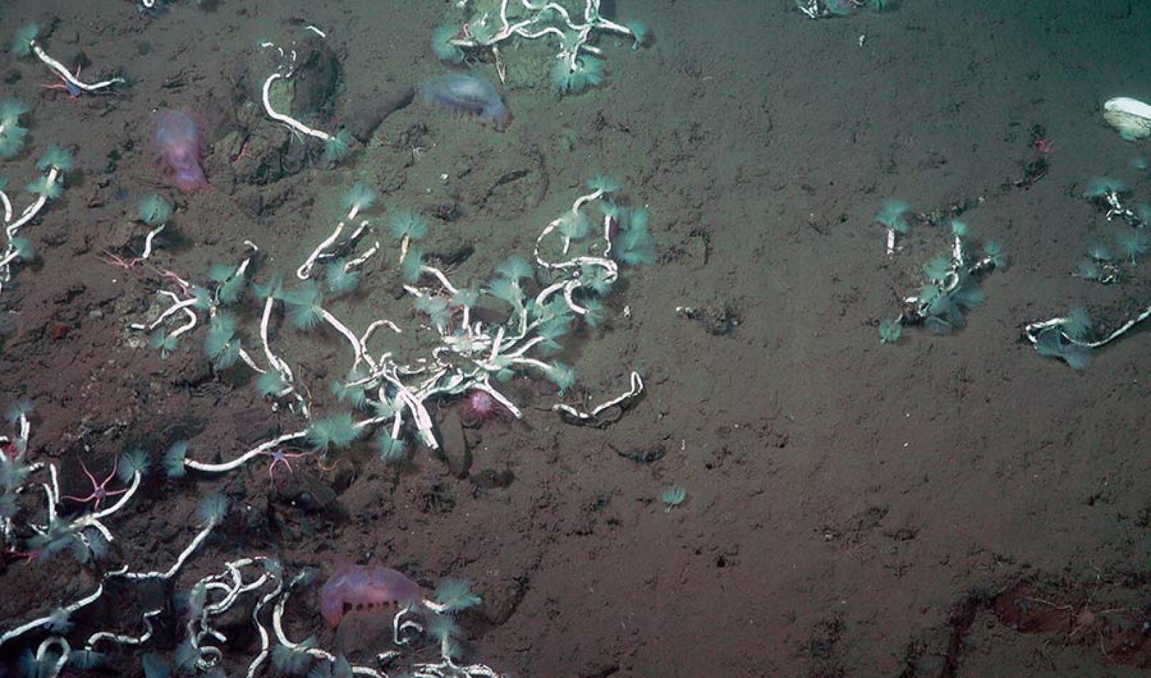 Newly Discovered 'Feather Duster' Worms Use Bacteria To Digest Methane ...