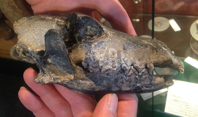 Evidence Shows Humans May Have Introduced Now-Extinct Wolf to the Falkland Islands lead image