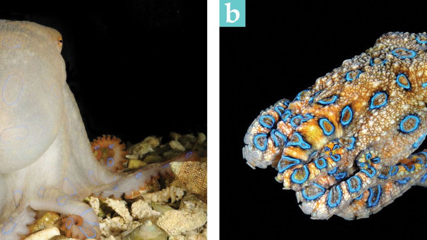 How the blue-ringed octopus flashes its rings - Physics Today