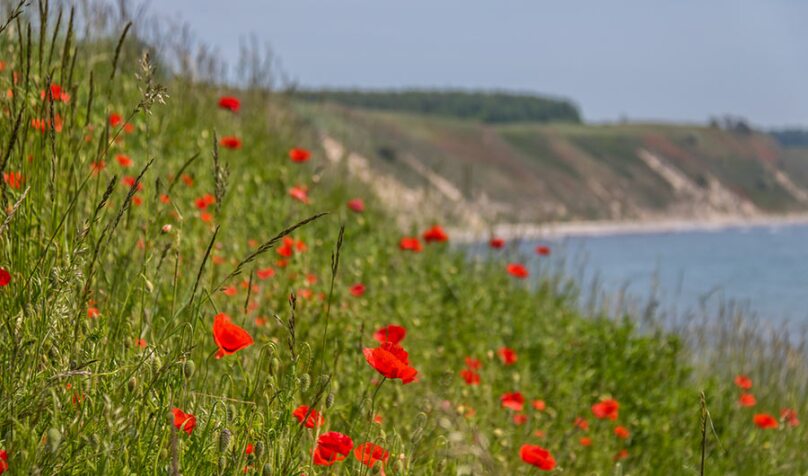 Unraveling the Genetic Mysteries of the Opium Poppy lead image
