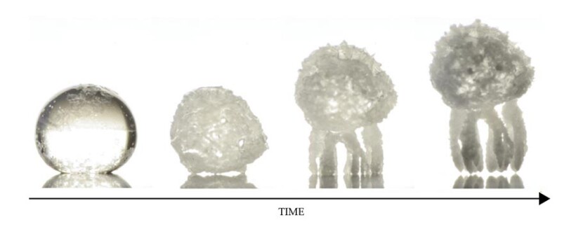 4818/critter-fig-1.jpg