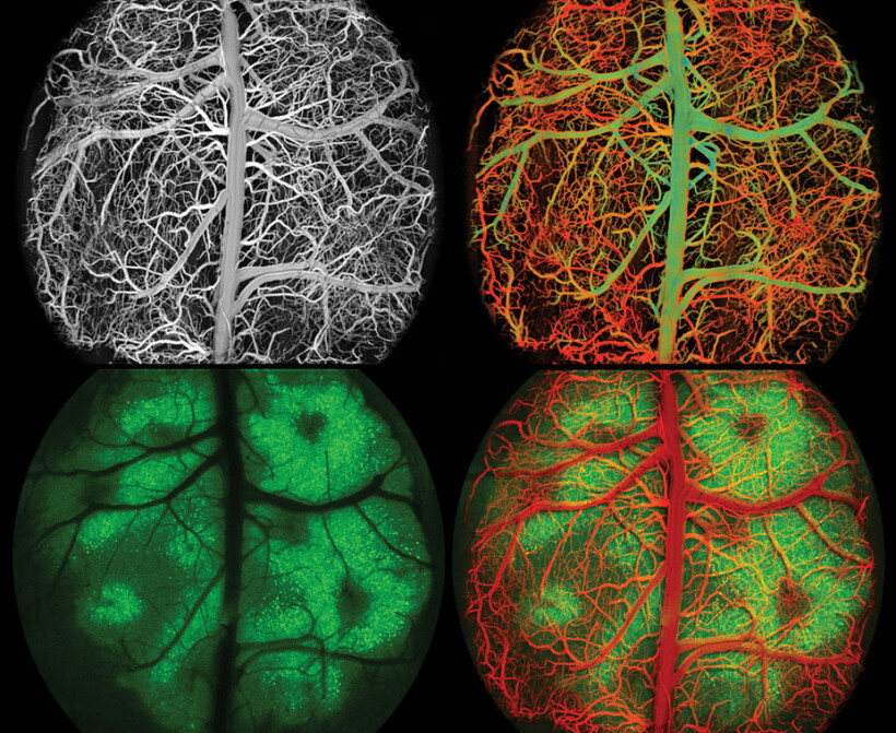 Mousel Cortex A mouse-cortex snapshot at subcellular resolution - Physics Today