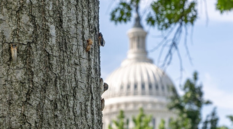 Cicadas at Capitol