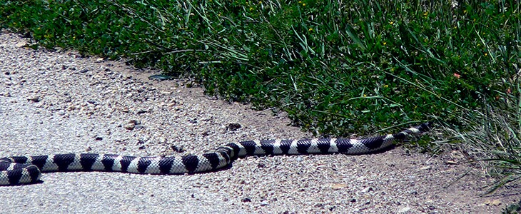 Slippery Coating Makes Snake Bellies Slither lead image