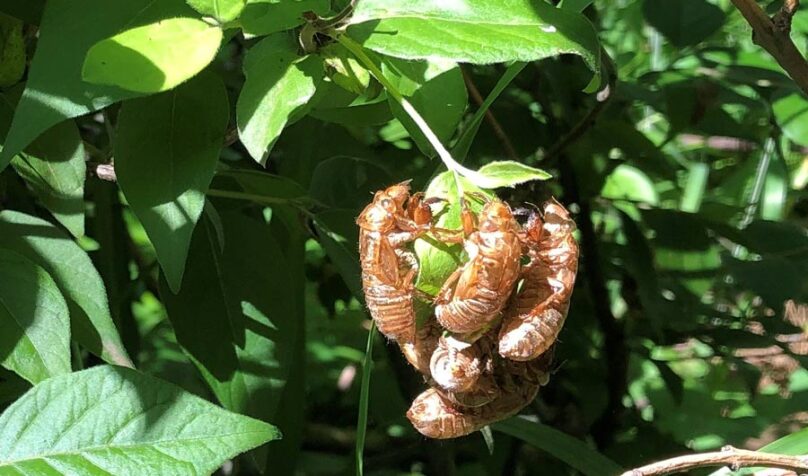 How to Speak Cicada lead image