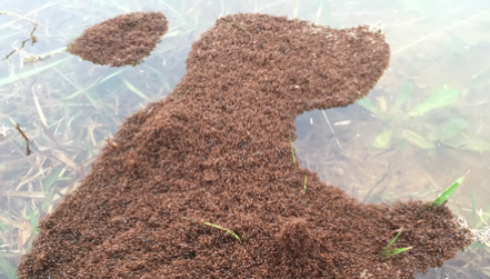 Material Properties of Fire-Ant Rafts disp image