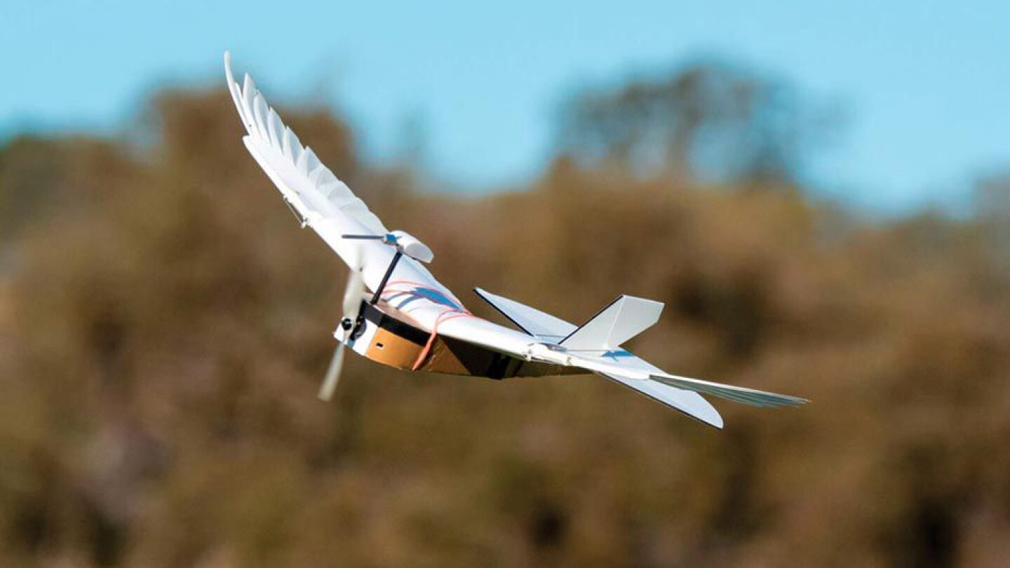 Barbs of a feather lock together - Physics Today