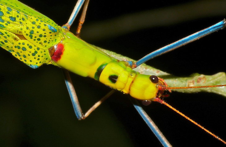 20 Leg Insect How Insects' Legs Can Improve Man-Made Materials - AIP.ORG