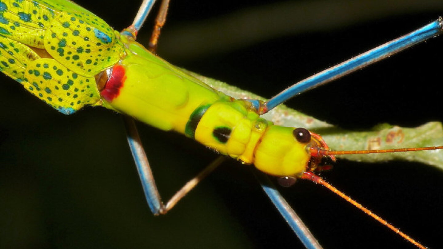 Manly Insects How Insects' Legs Can Improve Man-Made Materials - AIP.ORG
