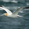 Why Don’t Birds Break Their Necks On Deepwater Dives? lead image