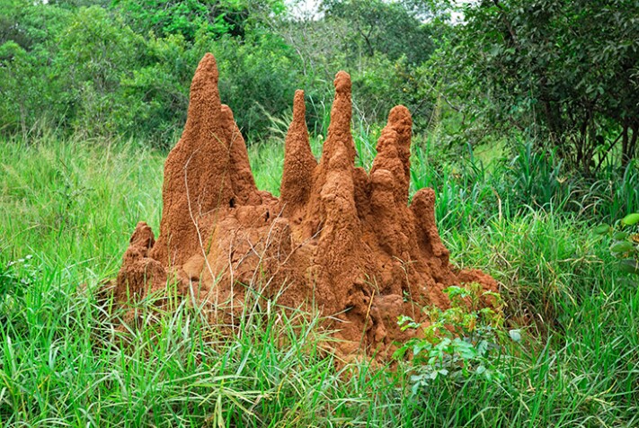 How Termites Build Complex Homes Without A Master Plan lead image
