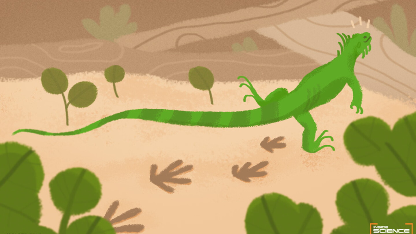 Also Ran Awaed BRIEF: Ancient Lizards Also Ran on Two Legs - AIP.ORG