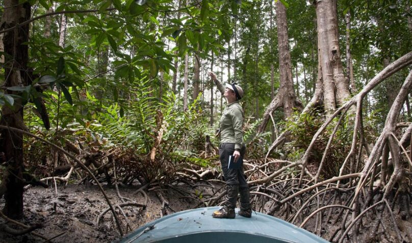 Map of Mangrove Height Reveals Carbon-rich Coastal Forests lead image