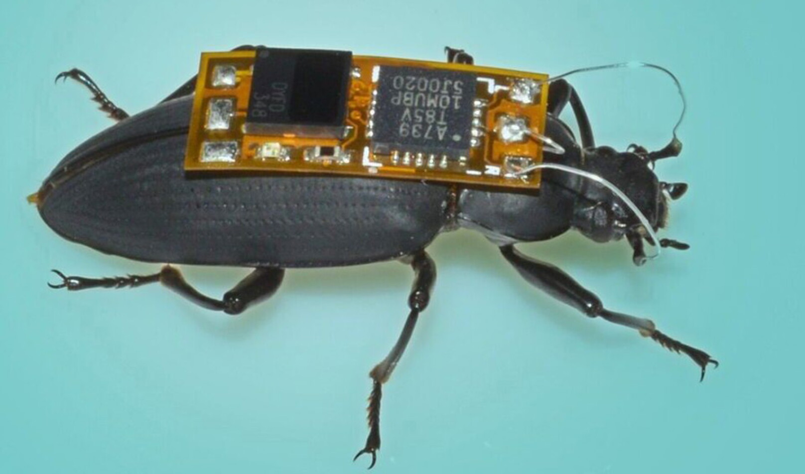 Junebug Remote BRIEF: The World's Smallest Remote-controlled Cyborg Bug - AIP.ORG
